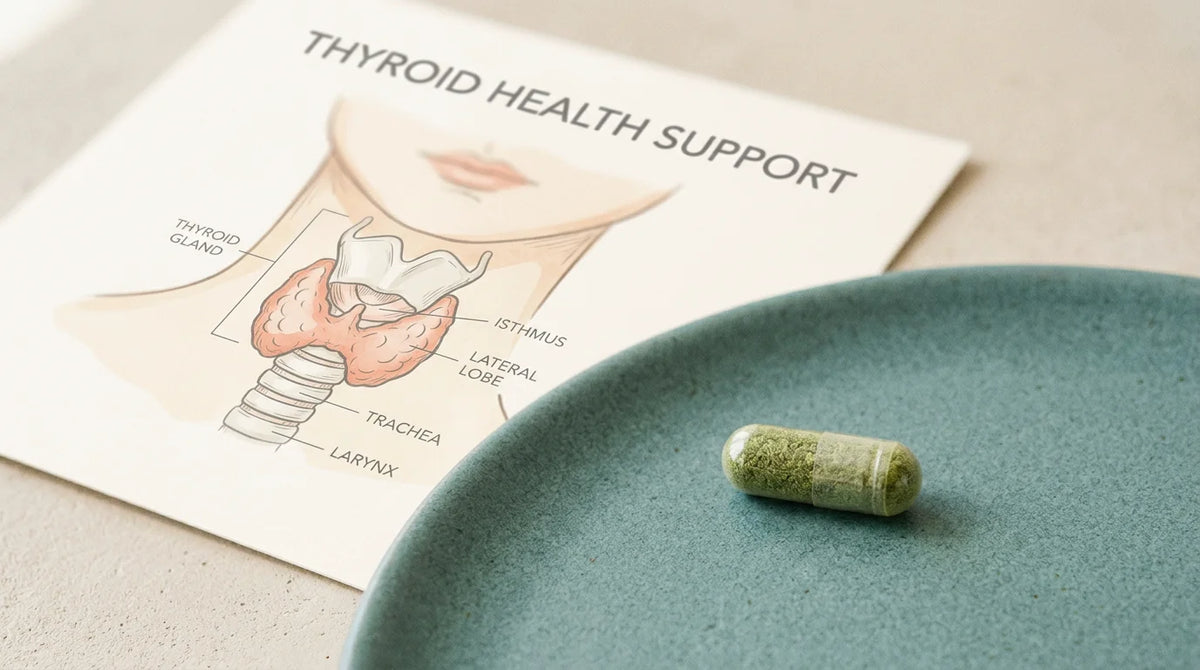 A single vegetal supplement capsule beside a soft thyroid anatomy illustration on a neutral surface